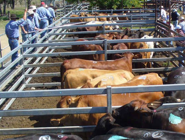 QUALITY RUN: These bullocks were among the 550 cattle yarded at Monto Cattle and Country’s fortnightly fat and store sale on November 14, at which stores held firm but prime cattle eased slightly. QUALITY RUN: These bullocks were among the 550 cattle yarded at Monto Cattle and Country’s fortnightly fat and store sale on November 14, at which stores held firm but prime cattle eased slightly.